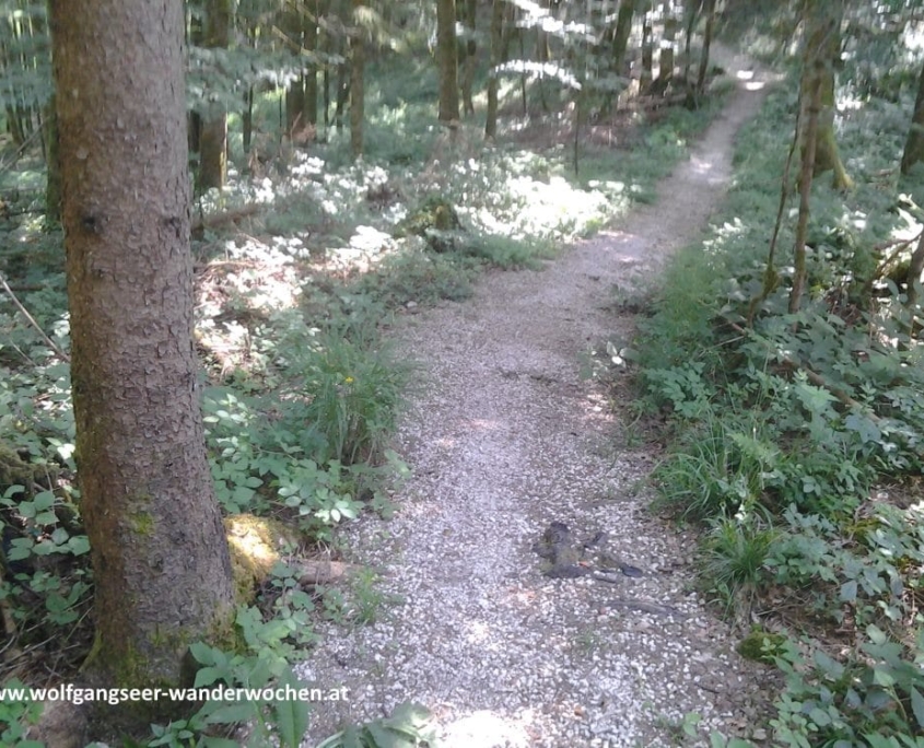 Strobl am Wolfgangsee: Zäpfensteig, Mahdhäusl, Niedergadenalm